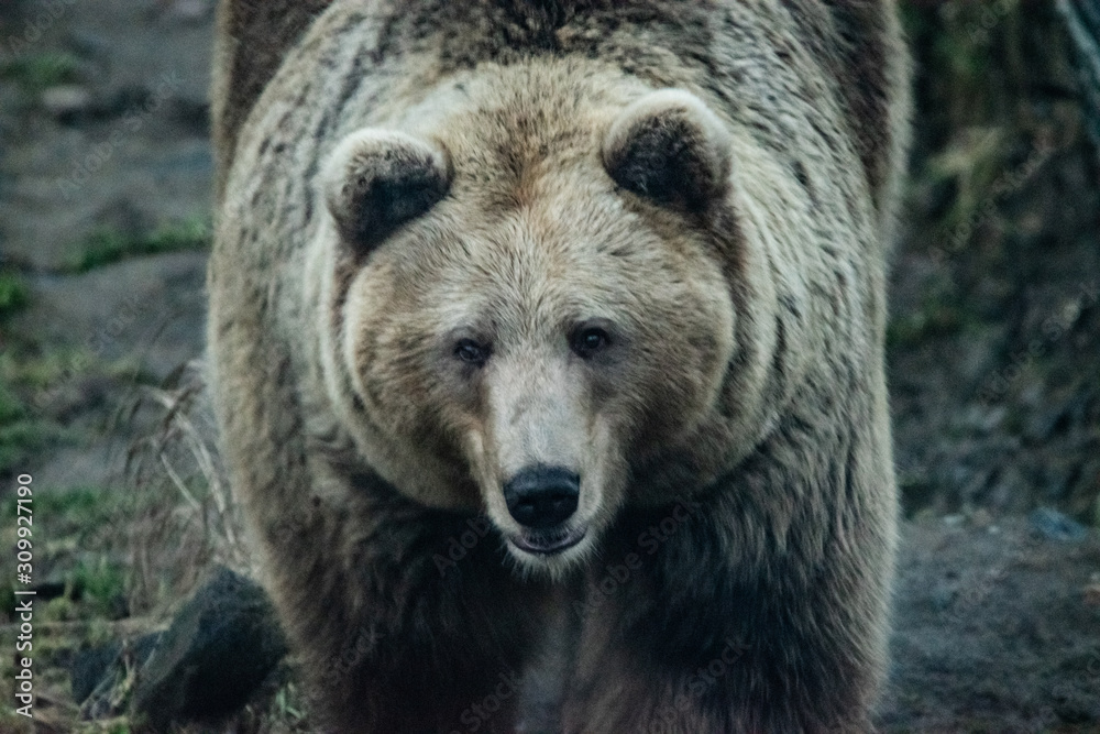 Norwegian bear Norwegian bear