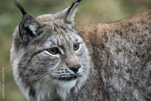 Norwegian lynx