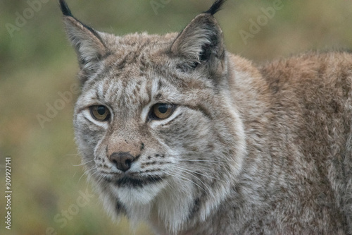 Norwegian lynx
