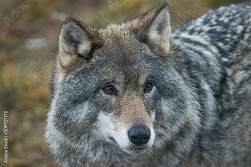 Norwegian wolf © Photodoc