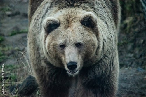 Norwegian bear