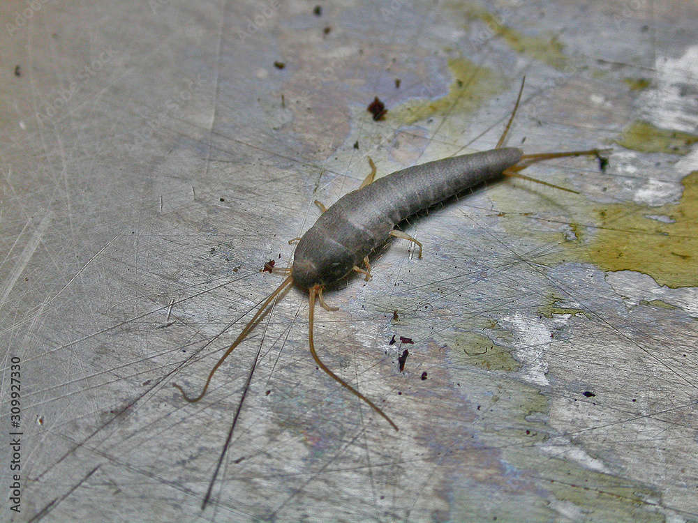 Lepisme