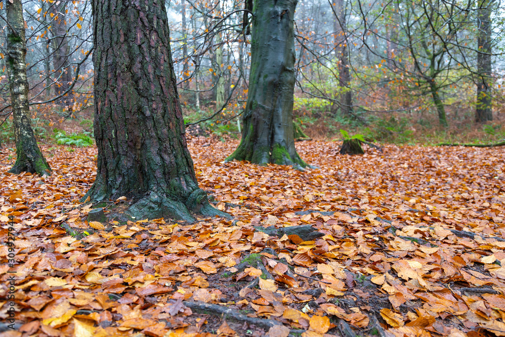Close up of tree trunk against an orange fall of leaves in the Autumn Close up of tree trunk against an orange fall of leaves in the Autumn