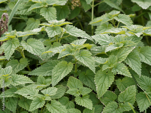 Orties (Urtica) aux feuilles ovales, fortement dentées, pointues et urticantes photo