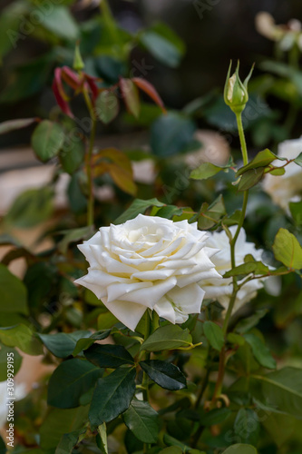 White, autumn, beautiful rose blossoms close-up