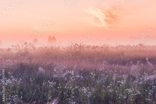 summer sunrise field of blooming pink meadow flowers © Kotangens