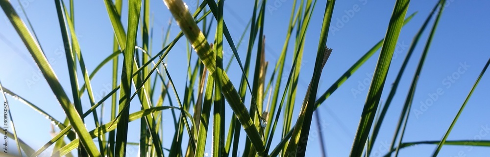 Fototapeta premium closeup of blades of grass with blue sky