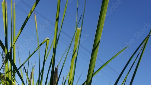 closeup of blades of grass with blue sky