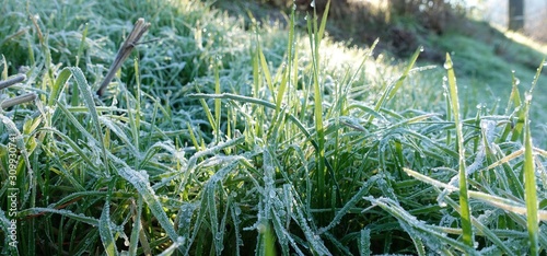 closeup of frozen winter meadow © Bookaroo68