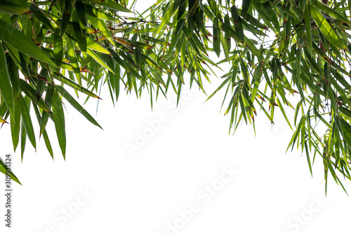 green branches of a tree