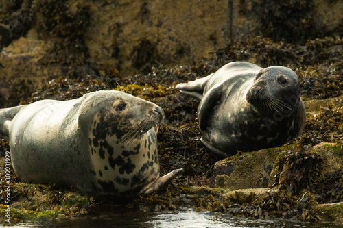Two Grey Seals relaxing on rocks on the Farne Islands, Northumberland © Ian