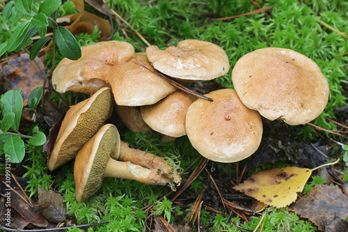 Suillus bovinus, known as cow mushroom or bovine bolete, edible fungus from Finland