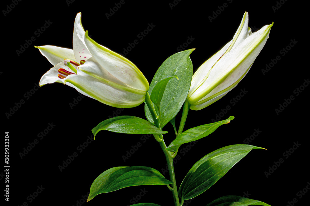 Obraz premium Two buds of of white oriental lily, isolated on black background
