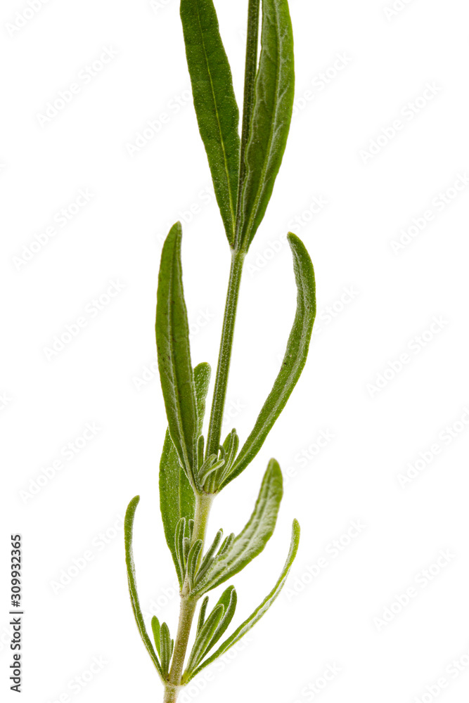 Leafs of lavender flowers, isolated on white background Leafs of lavender flowers, isolated on white background