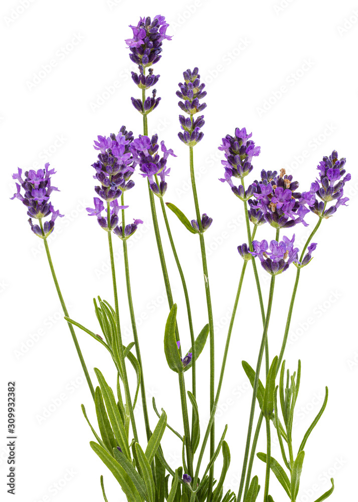 Flowers of violet lavender, isolated on white background Flowers of violet lavender, isolated on white background