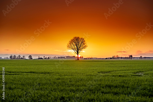 Lonely tree in the field during sunset - Vivid orange background