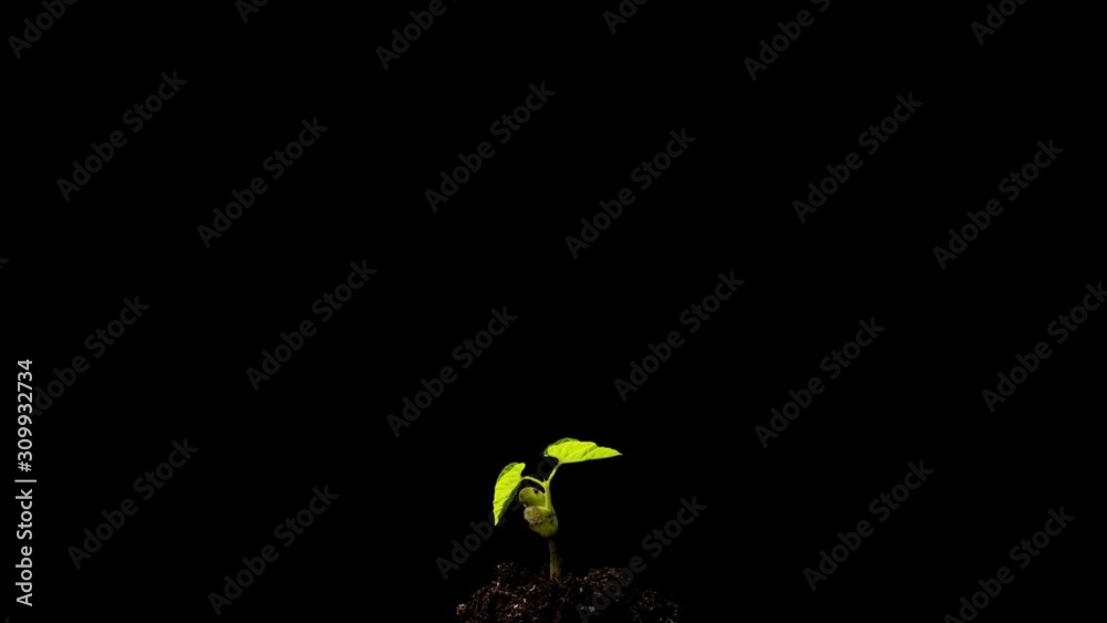 Growth of a single bean plant on a black background time lapse