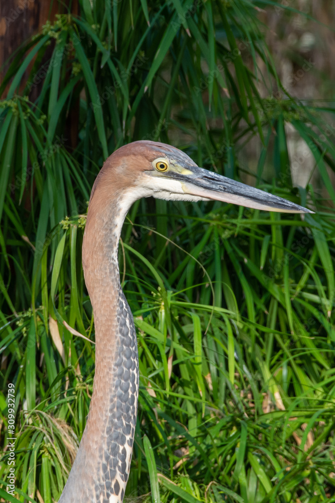 A Goliath heron (Ardea goliath), also known as the giant heron close up looking around. A Goliath heron (Ardea goliath), also known as the giant heron close up looking around.