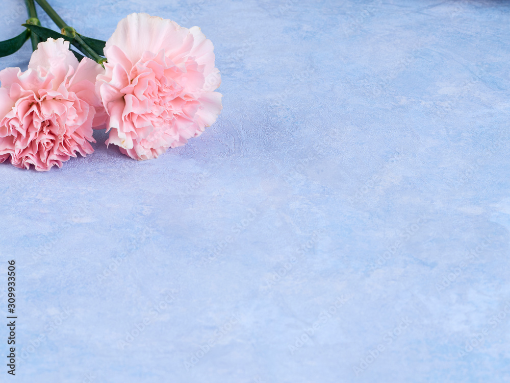 Pink carnation on pastel blue notebook - obrazy, fototapety, plakaty 