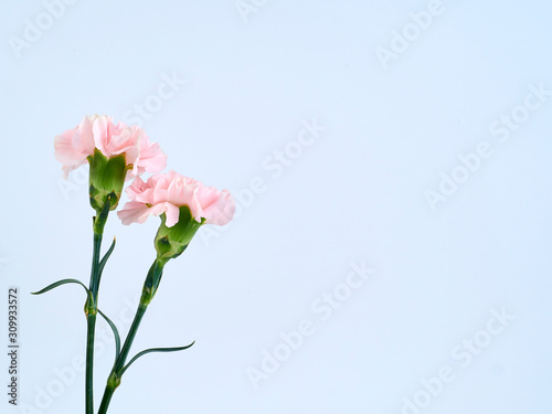 Pink carnation flowers for Mother's day