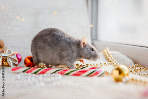 Cute rat New Year and Christmas concept. Post card. Winter Hollidays.