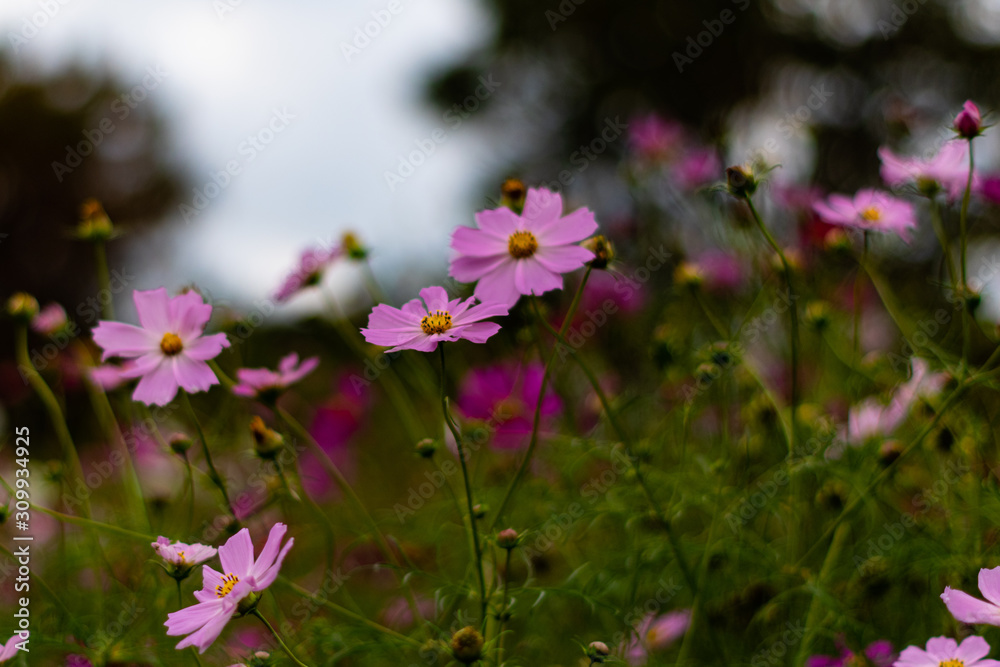 Cosmos Flowers In A Park Cosmos Flowers In A Park