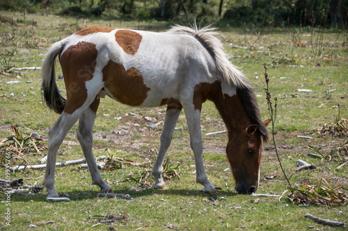 White and brown horse eating grass in the field