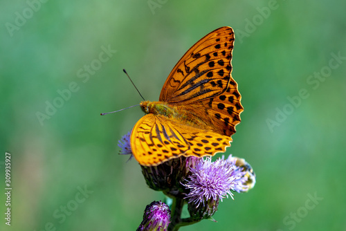 Detailed close up of a large orange colored butterfly in sunlight © Magnus