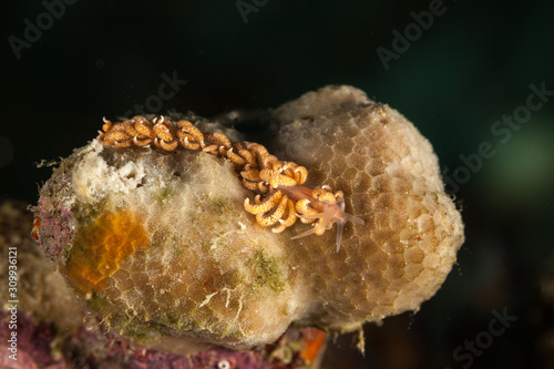 The most beautiful underwater snails of the Indian and Pacific Ocean