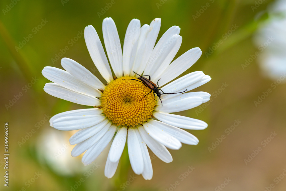 Close up of a Marguerite flower with a beetle sitting in the center Close up of a Marguerite flower with a beetle sitting in the center