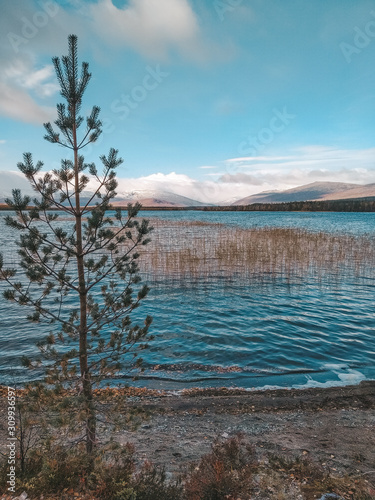 tree on the shore of lake