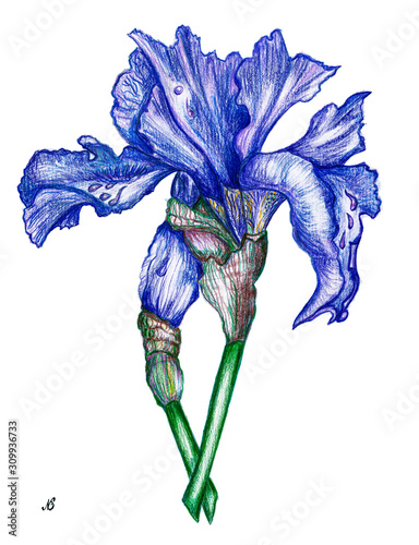 Foto Painted iris flowers. Artist's drawing pencil and pastel