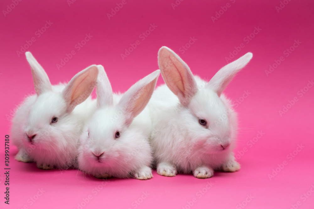 little white rabbit little white rabbit