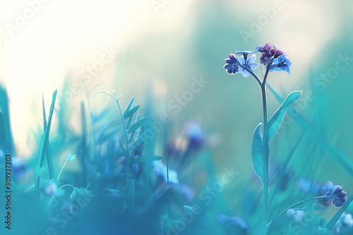 spring or summer flowers background / vintage toning nature landscape flowers