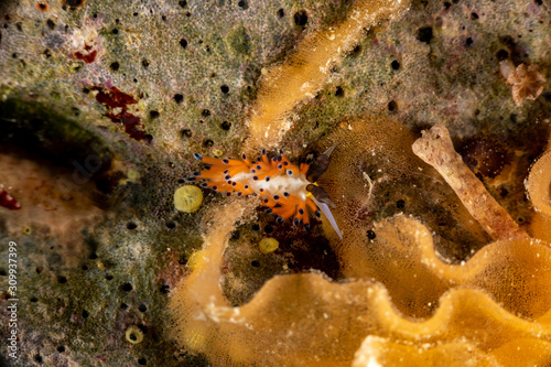 The most beautiful underwater snails of the Indian and Pacific Ocean © GeraldRobertFischer