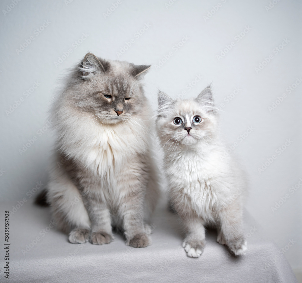 two cats. ragdoll cat and kitten sitting next to each other looking at camera