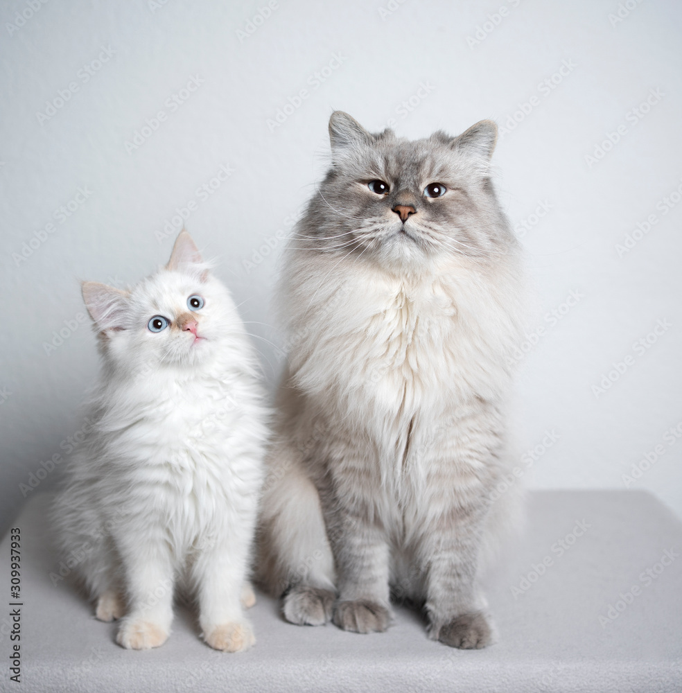 two cats. ragdoll cat and kitten sitting next to each other looking at camera curiously