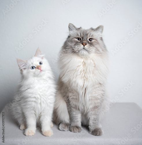 Fototapeta Naklejka Na Ścianę i Meble -  two cats. ragdoll cat and kitten sitting next to each other looking at camera curiously