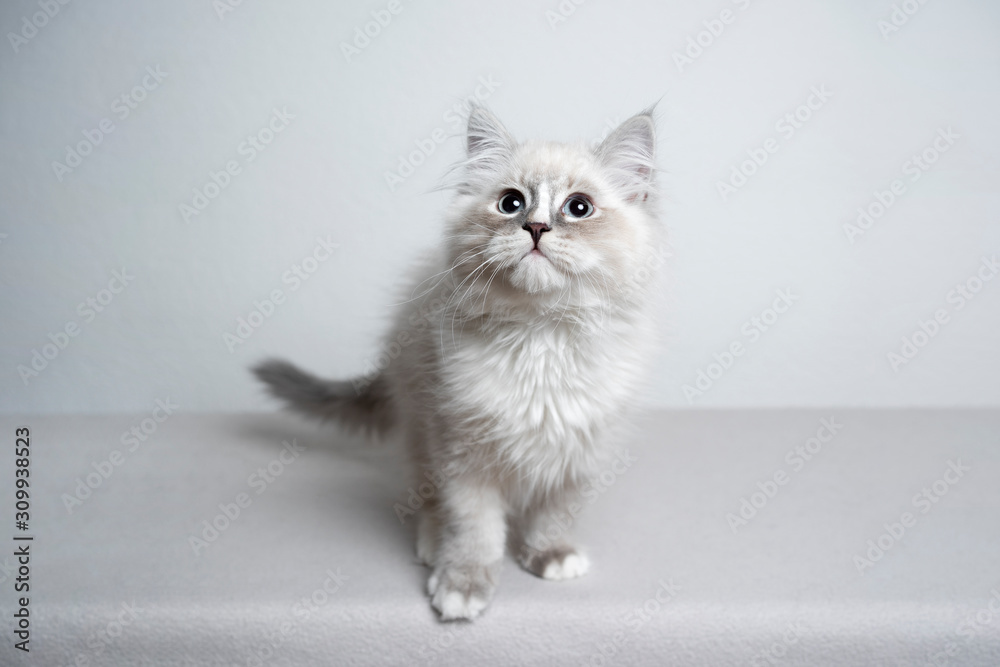studio portrait of a blue silver tabby point white ragdoll kitten standing in front of white background with copy space looking up curiously