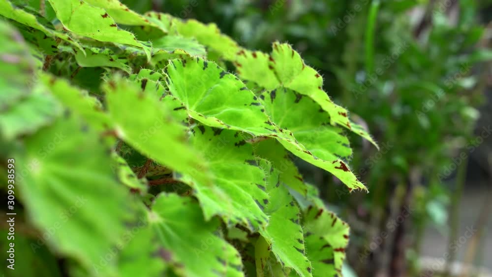 A shot of the Begonia Plant for broll purposes A shot of the Begonia Plant for broll purposes