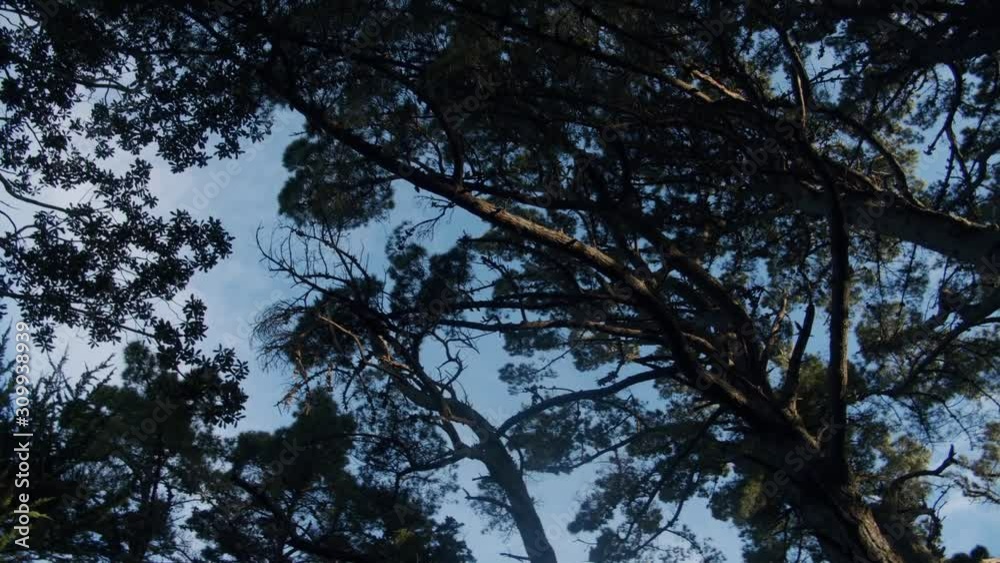 A low angle of tall New Zealand trees with a rotating camera movement. A low angle of tall New Zealand trees with a rotating camera movement.