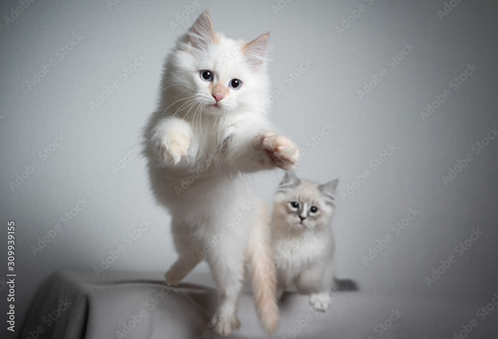 cute cream silver tabby point ragdoll kitten jumping flying in the air playing. another kitten in the background watching
