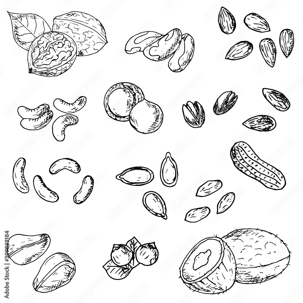 Set of nuts. Isolated objects on a white background. Vector cartoon illustrations. Hand-drawn style.