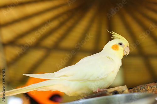 Yellow cockatiel cheek orange bird perched in a tree  have roof background photo