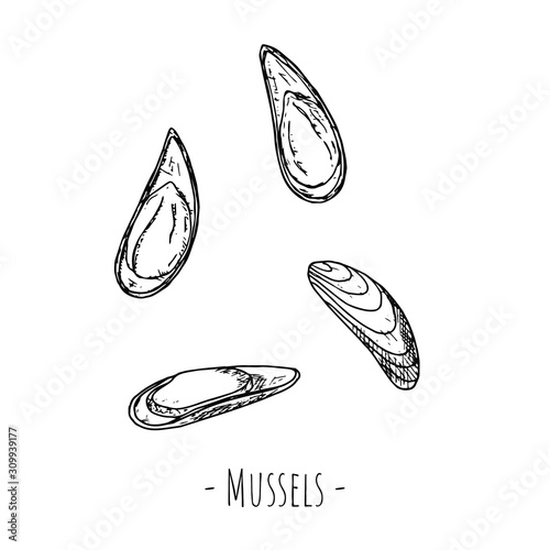 Hand-drawn isolated mussels. Vector cartoon illustrations. 