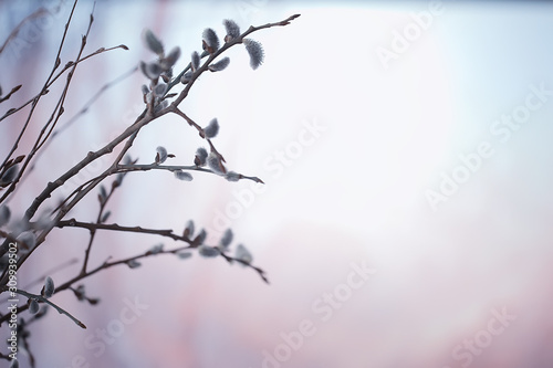 pussy-willow willow / branches bloom, spring concept, Easter holiday, background