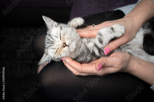 Fototapeta Naklejka Na Ścianę i Meble -  sleepy silver tabby british shorthait kitten enjoying getting stroked by woman