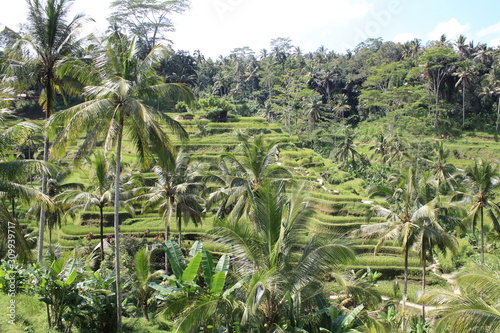 Terrazas de arrozales en Ubud