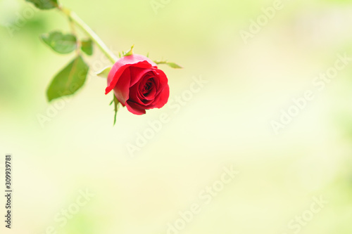 Happy Valentine s Day background. beautiful red rose background
