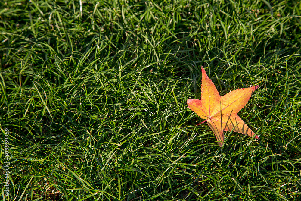 Yellow maple leaf lying on the green grass. Pisa. Italy
